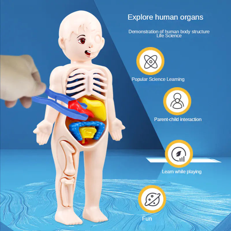 Children playing with 14-piece human organ educational toy
