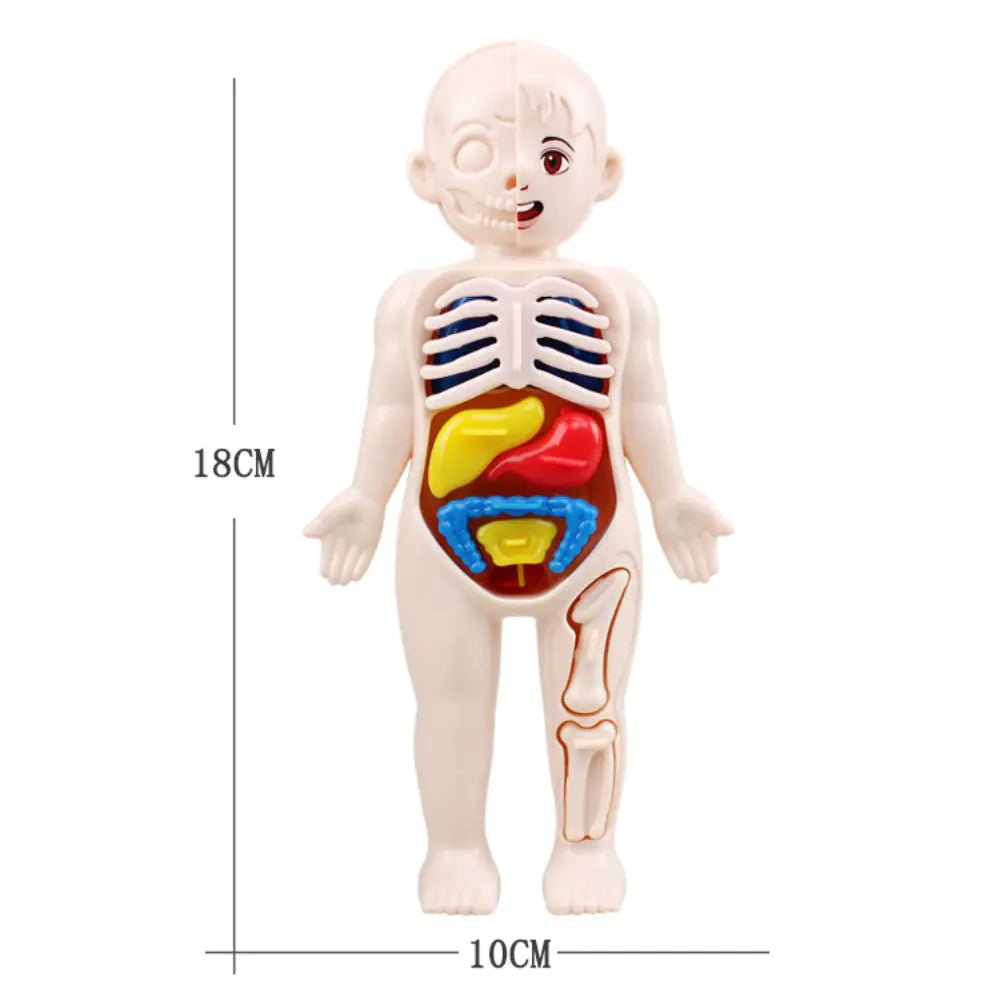 Detailed view of individual human organ pieces