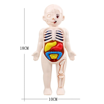 Detailed view of individual human organ pieces