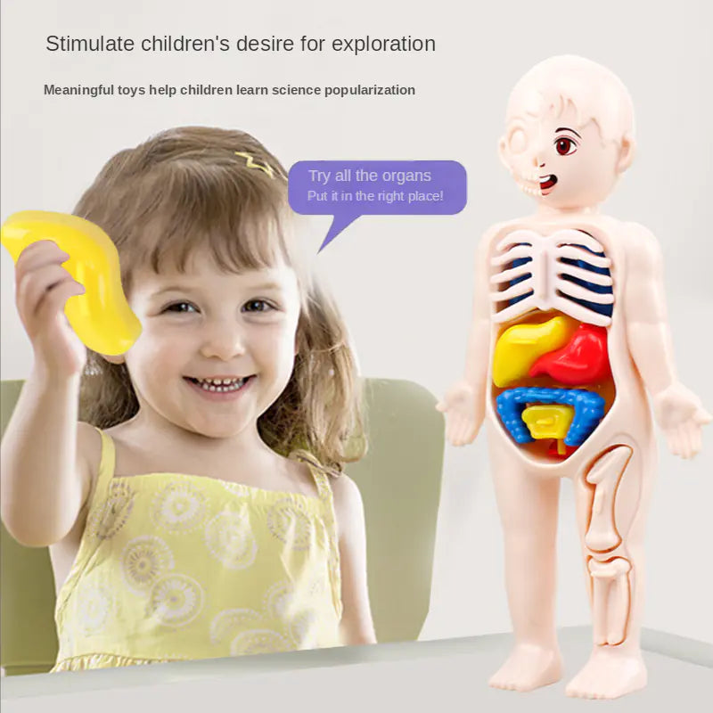 Packaging of 14-piece human organ educational toy
