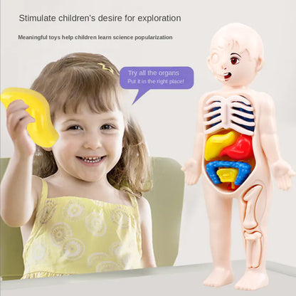 Packaging of 14-piece human organ educational toy