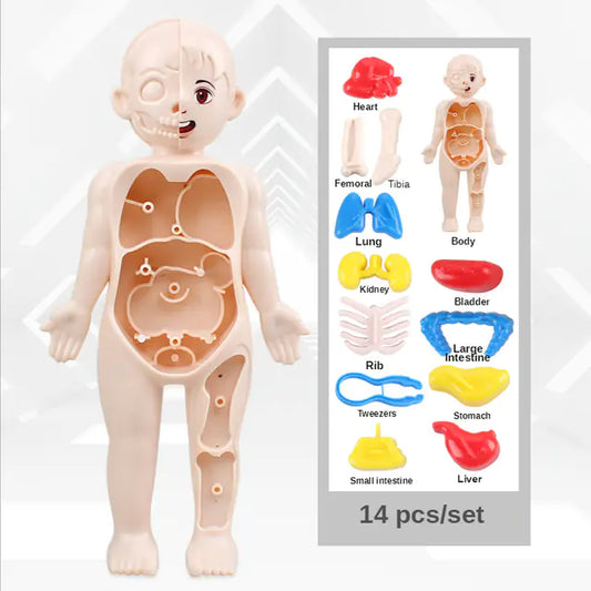 14-piece educational human organ model toy for children