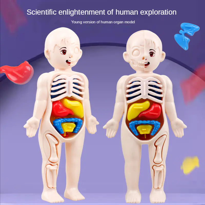 removable-organs.webp
14 removable human organ pieces for kids learning