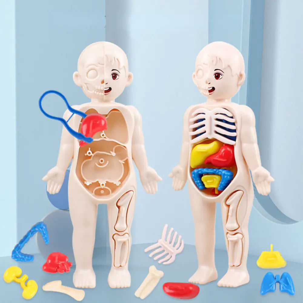 Detailed view of individual human organ pieces